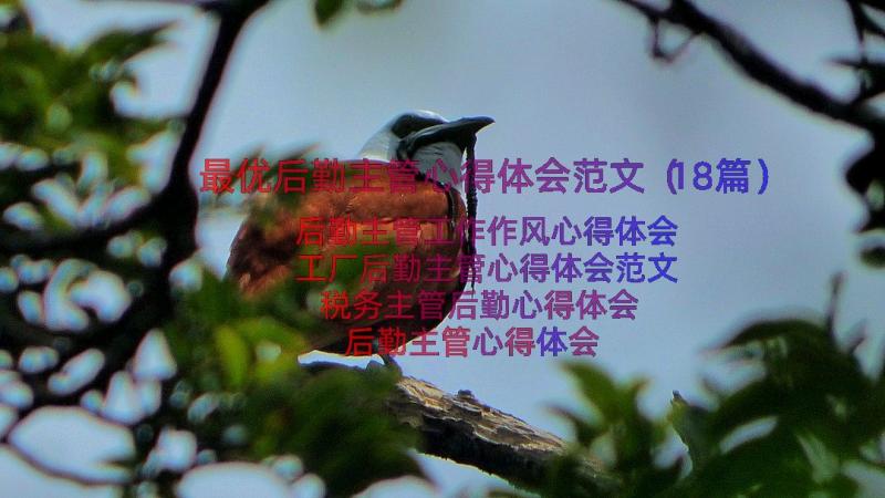 最优后勤主管心得体会范文（18篇）