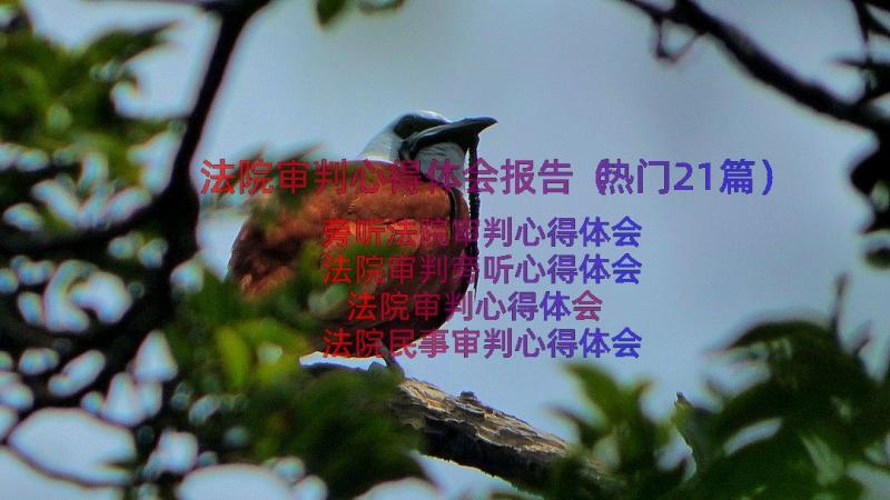 法院审判心得体会报告（热门21篇）