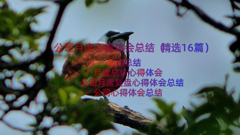 公司月度心得体会总结（精选16篇）