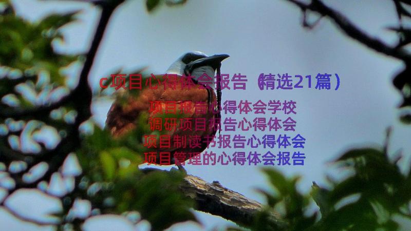 c项目心得体会报告（精选21篇）