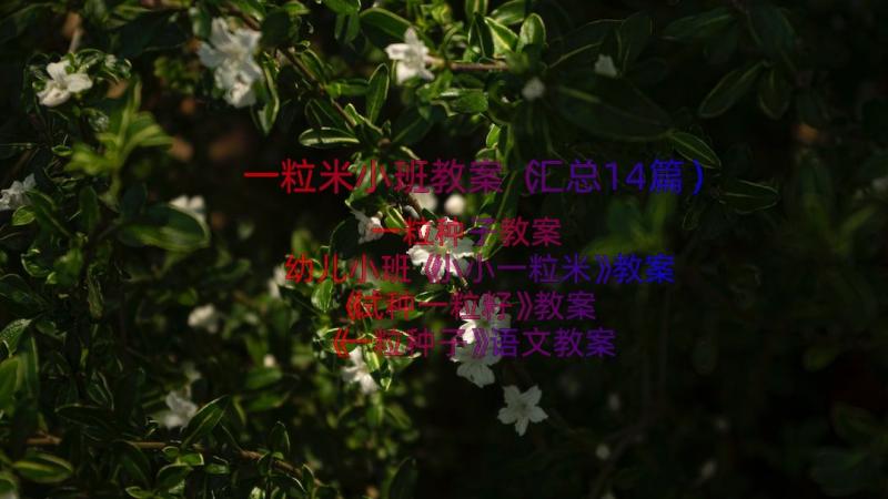 一粒米小班教案（汇总14篇）