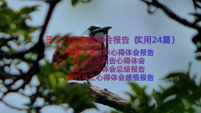 员工扫雪心得体会报告（实用24篇）