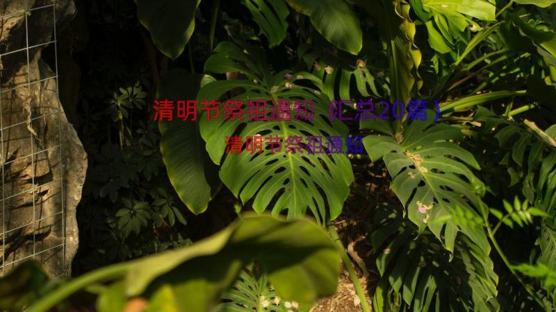 清明节祭祖通知（汇总20篇）