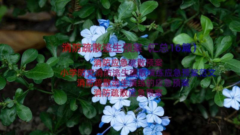 消防疏散逃生预案（汇总16篇）