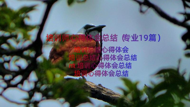 培训师心得体会总结（专业19篇）