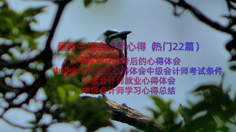 最新中级会计师心得（热门22篇）