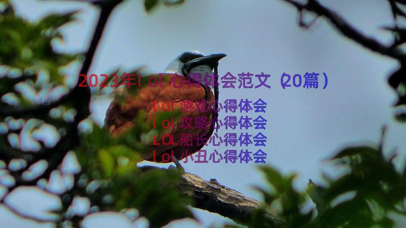 2023年lol心得体会范文（20篇）