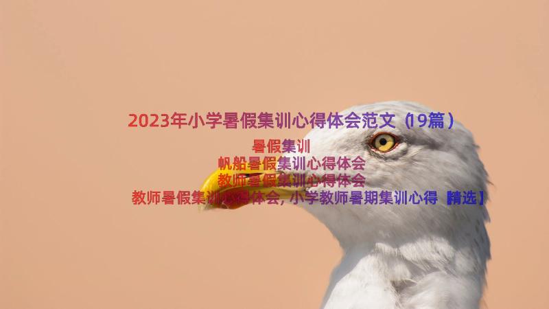 2023年小学暑假集训心得体会范文（19篇）