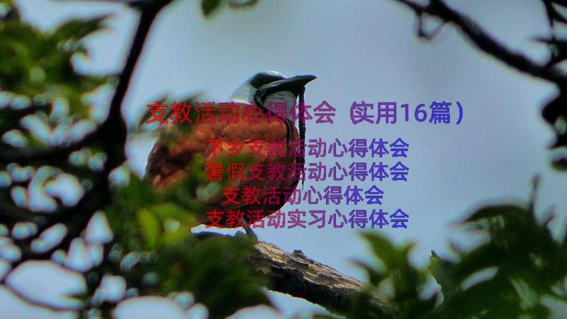 支教活动心得体会（实用16篇）