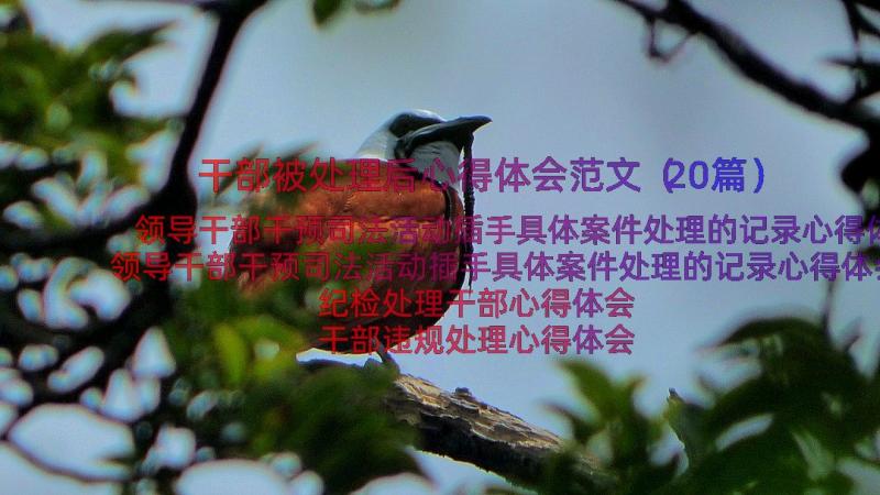 干部被处理后心得体会范文（20篇）