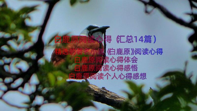 白鹿原阅读心得（汇总14篇）