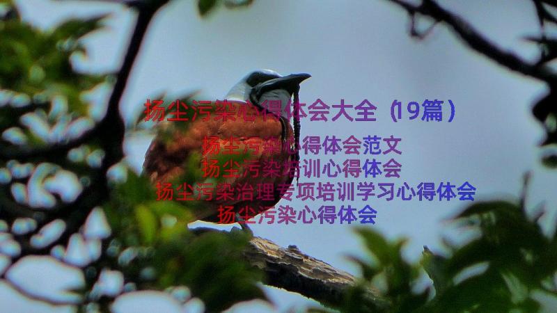 扬尘污染心得体会大全（19篇）