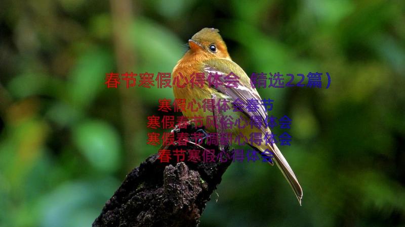 春节寒假心得体会（精选22篇）