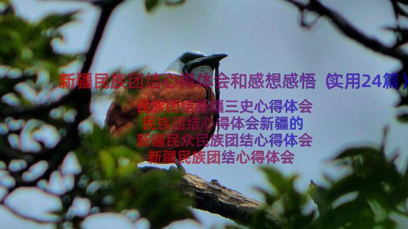 新疆民族团结心得体会和感想感悟（实用24篇）