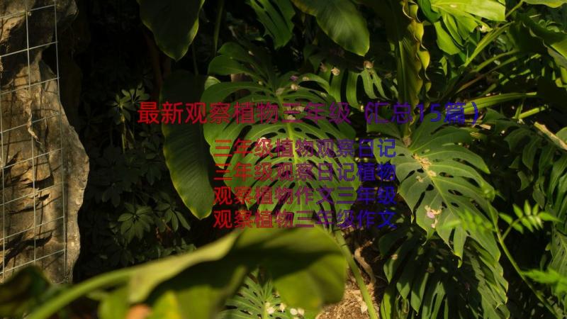 最新观察植物三年级（汇总15篇）