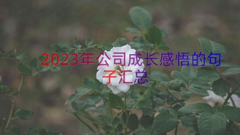 2023年公司成长感悟的句子（汇总17篇）