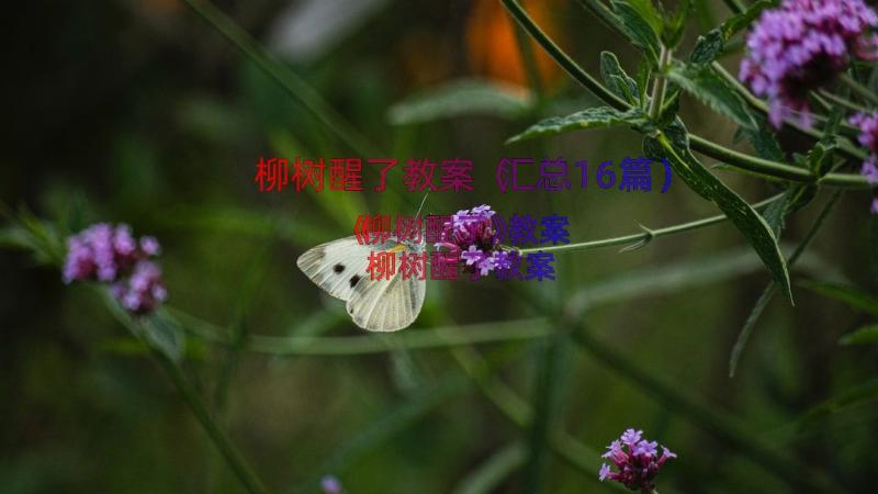 柳树醒了教案（汇总16篇）