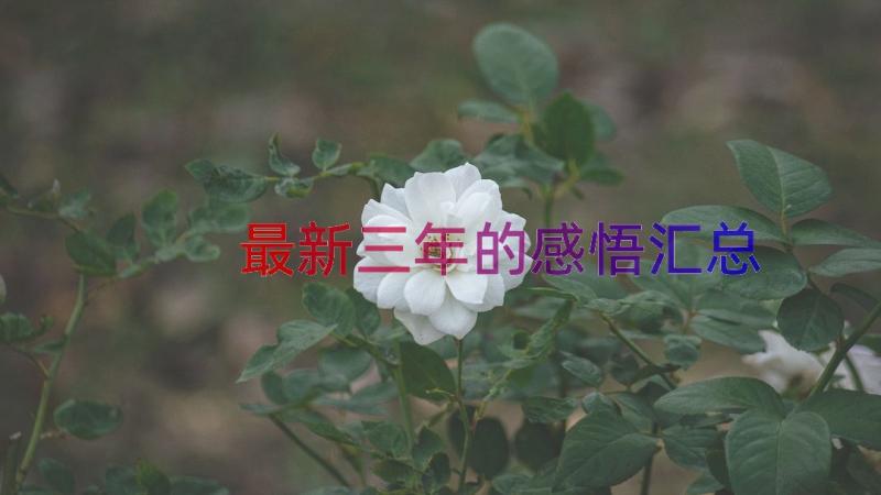 最新三年的感悟（汇总14篇）