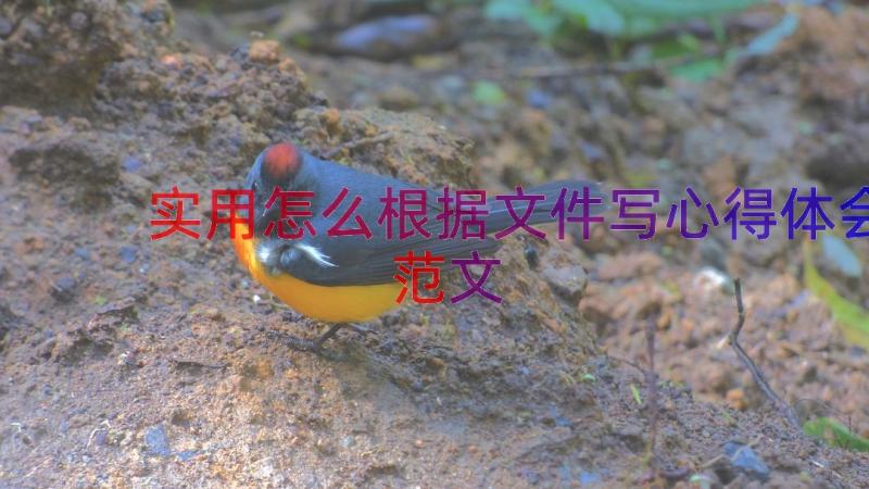 实用怎么根据文件写心得体会范文（14篇）