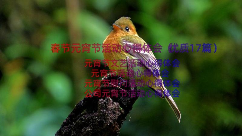 春节元宵节活动心得体会（优质17篇）