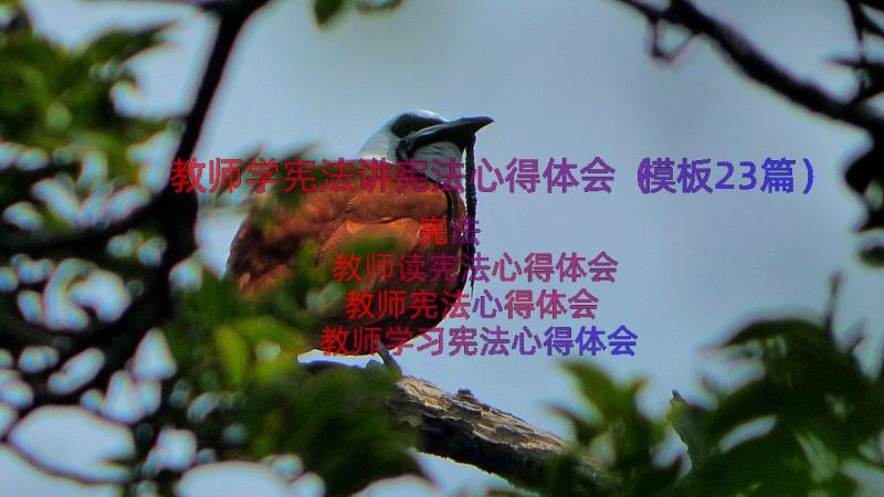 教师学宪法讲宪法心得体会（模板23篇）