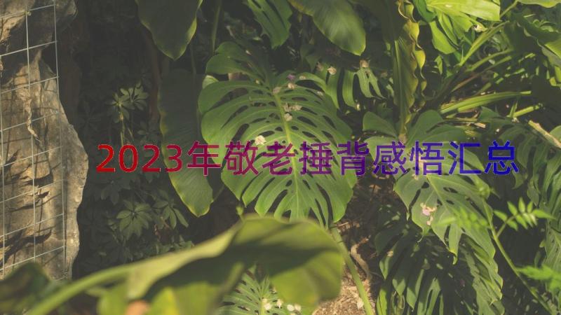 2023年敬老捶背感悟（汇总16篇）