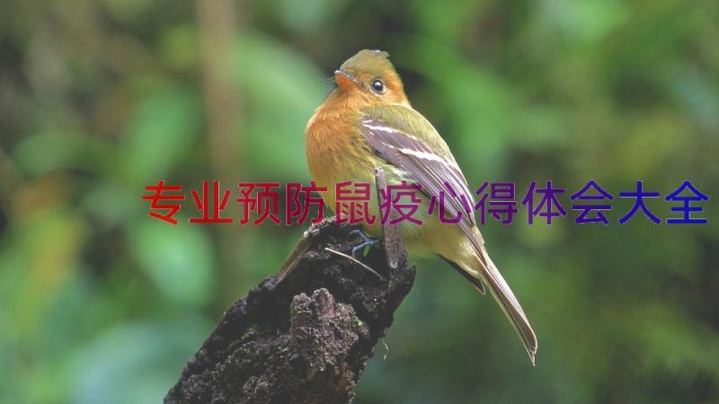 专业预防鼠疫心得体会大全（14篇）