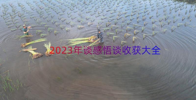 2023年谈感悟谈收获大全（16篇）