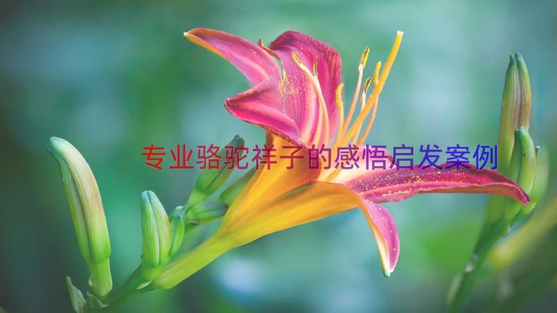 专业骆驼祥子的感悟启发（案例18篇）