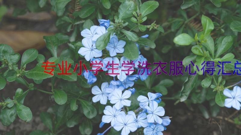 专业小学生学洗衣服心得（汇总16篇）