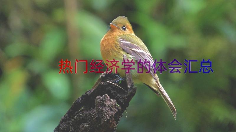 热门经济学的体会（汇总16篇）