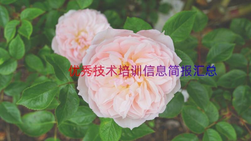 优秀技术培训信息简报（汇总15篇）