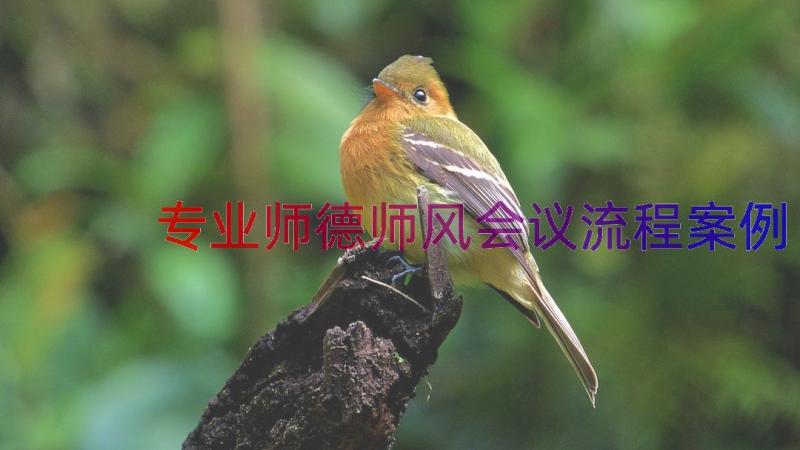 专业师德师风会议流程（案例16篇）