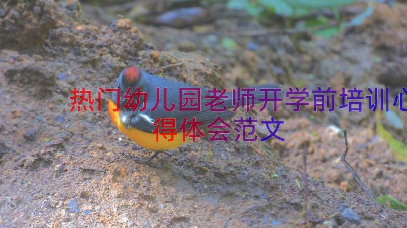 热门幼儿园老师开学前培训心得体会范文（16篇）