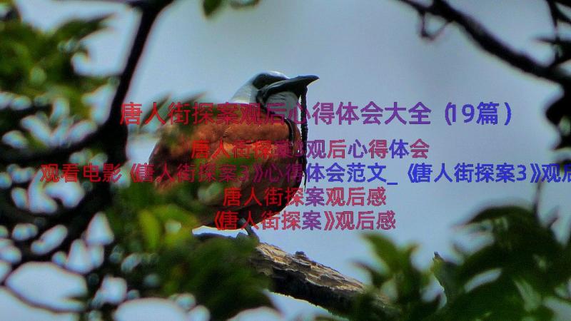 唐人街探案观后心得体会大全（19篇）