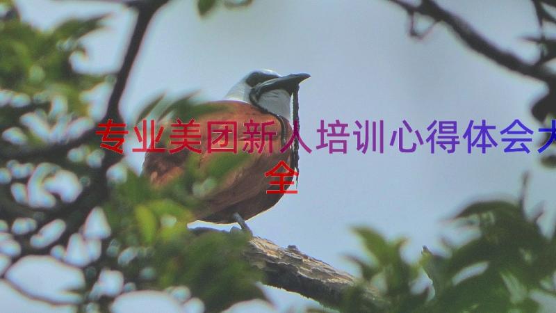 专业美团新人培训心得体会大全（19篇）