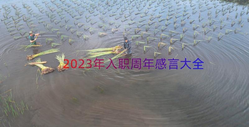 2023年入职周年感言大全（14篇）