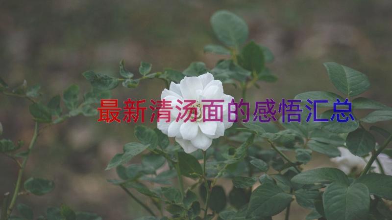 最新清汤面的感悟（汇总14篇）