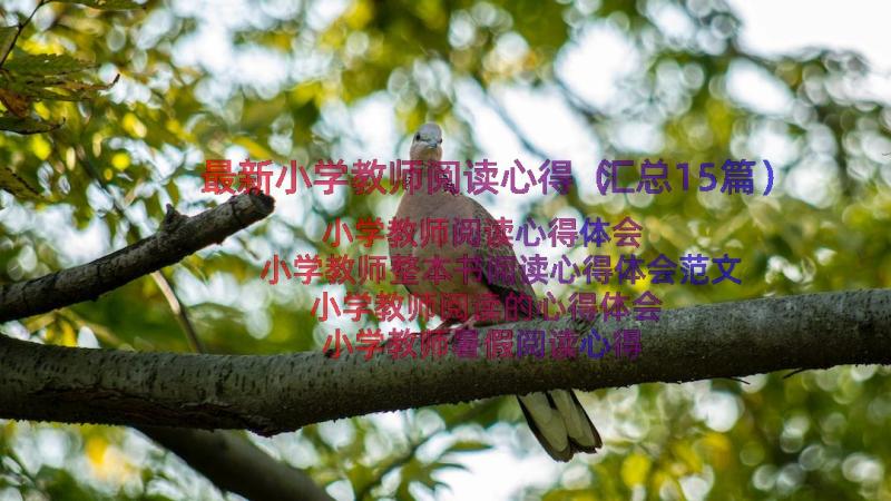 最新小学教师阅读心得（汇总15篇）