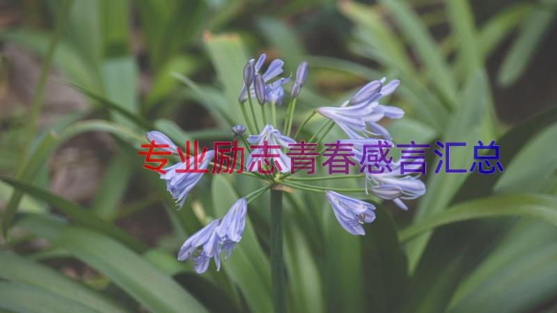 专业励志青春感言（汇总12篇）