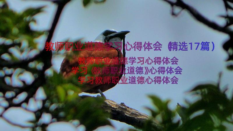 教师职业道德学习心得体会（精选17篇）