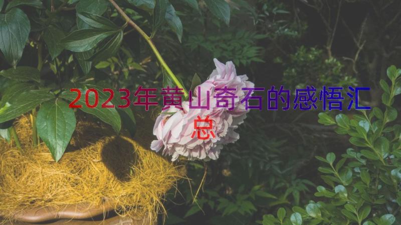 2023年黄山奇石的感悟（汇总18篇）