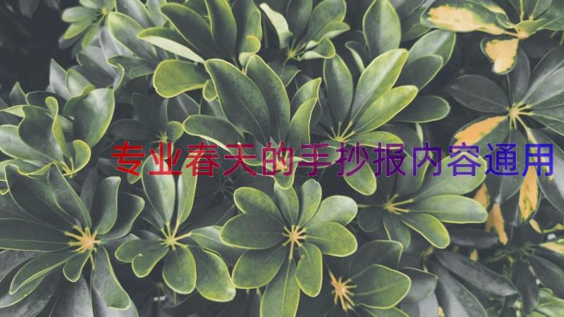 专业春天的手抄报内容（通用13篇）