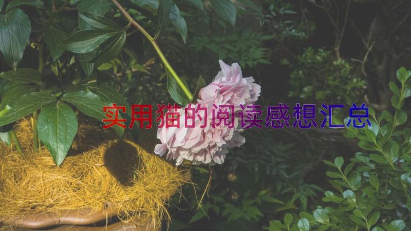 实用猫的阅读感想（汇总13篇）