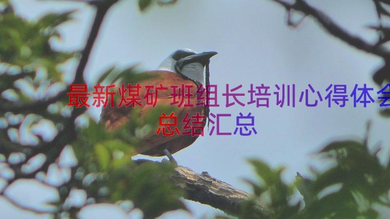 最新煤矿班组长培训心得体会总结（汇总16篇）