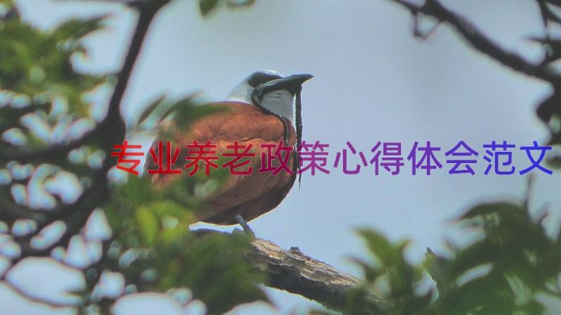 专业养老政策心得体会范文（17篇）