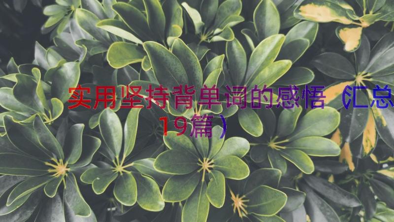 实用坚持背单词的感悟（汇总19篇）