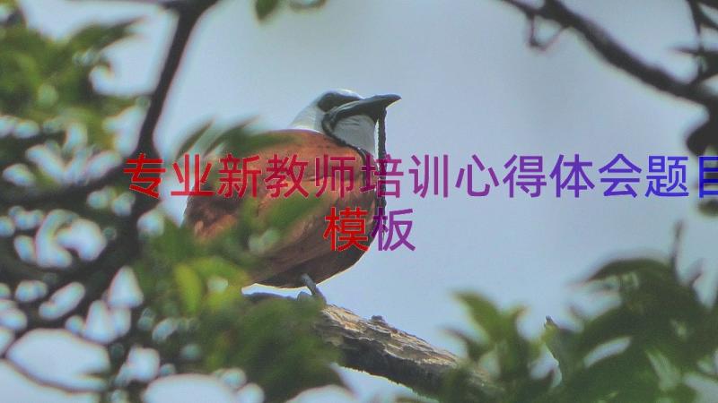 专业新教师培训心得体会题目（模板14篇）