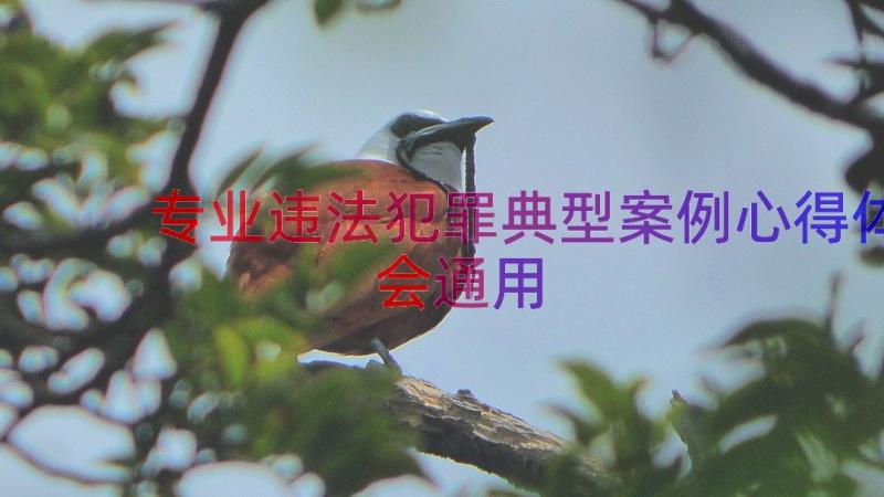 专业违法犯罪典型案例心得体会（通用16篇）