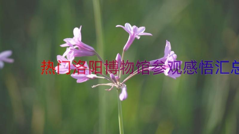 热门洛阳博物馆参观感悟（汇总13篇）